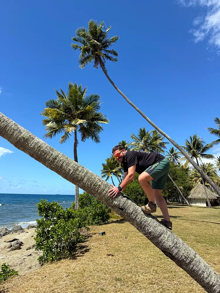 A man climbing a leaning coconut palm on a seaside lawn next to a thatched hut