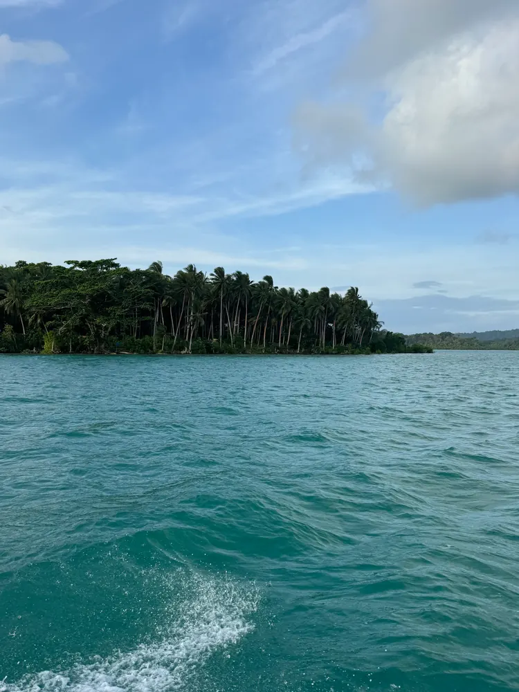 A forested island shore, seen from a moving boat
