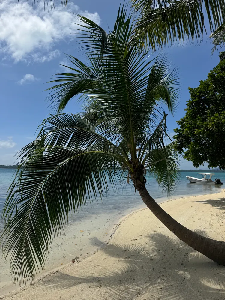 A leaning coconut palm over a sandy beach, with a boat by the shore